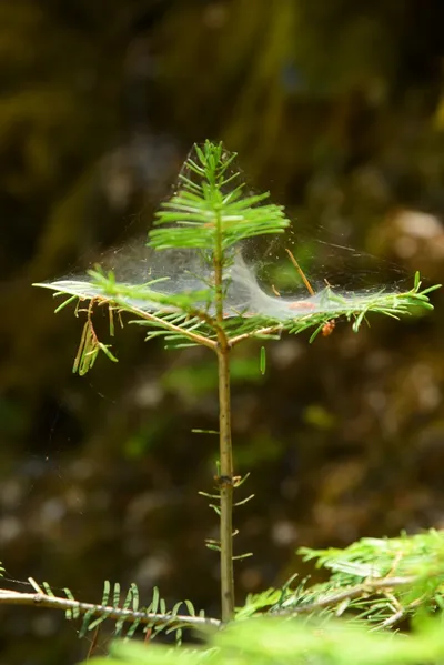 DSC_2279 (Large).JPG